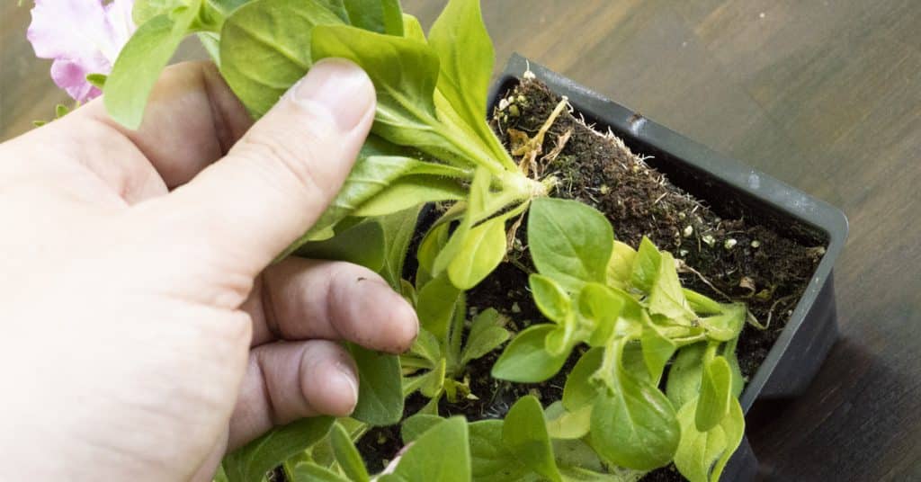 DIY-Flower-Pot-Step-Four